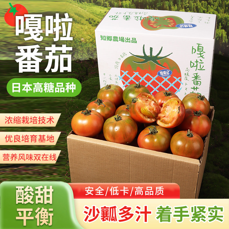 知乡农场新品嘎啦番茄超甜高档水果科学种植进口种源高糖