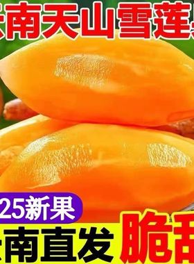 正宗云南天山雪莲果现挖现发高原脆甜雪中仙果当季新鲜水果5斤9斤