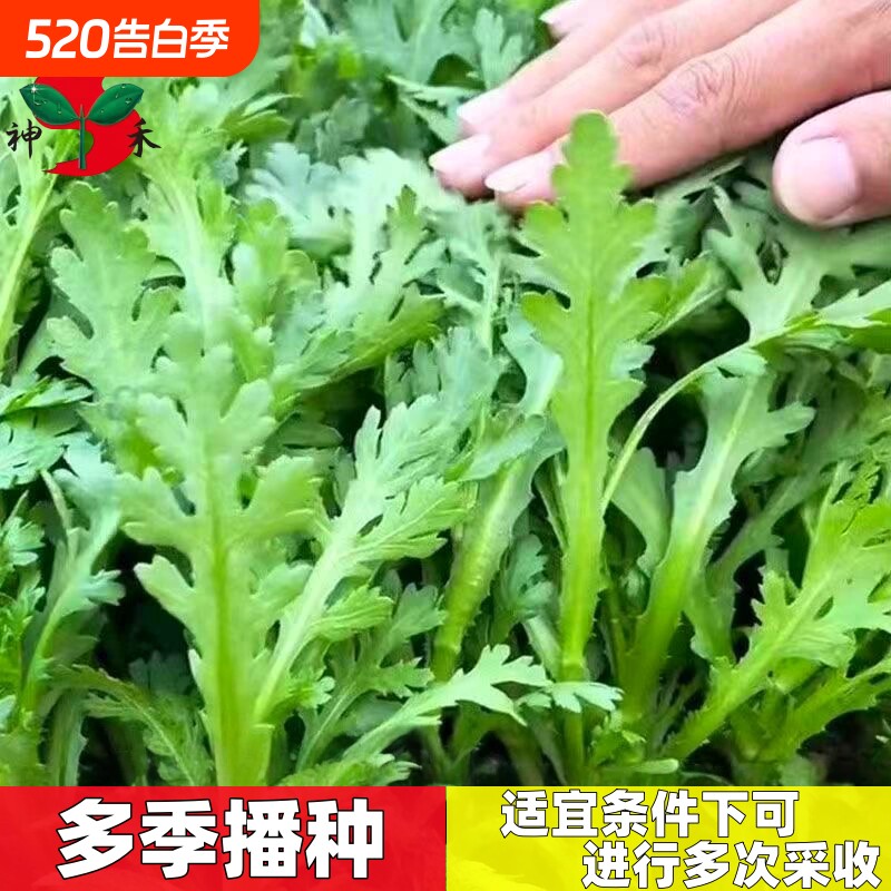皇帝菜中叶茼蒿种子小叶茼蒿菊菜种茼蒿菜种籽种四季蔬菜孑菜籽