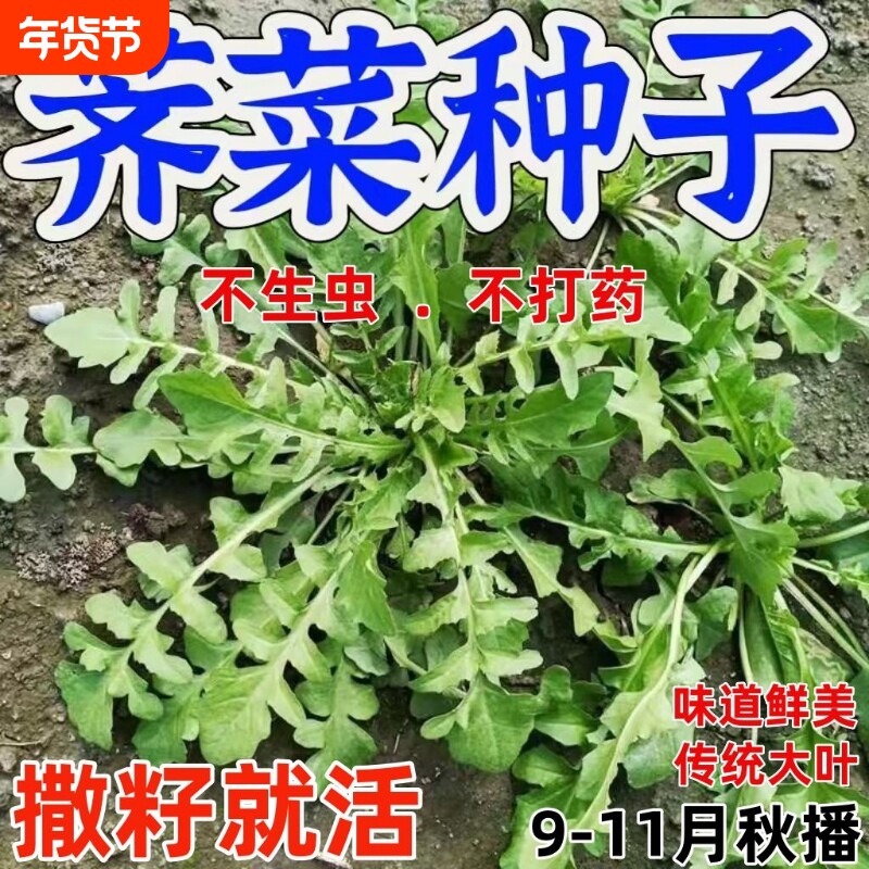 正宗野生荠菜种子野菜籽阳台盆栽特色四季播蔬菜种子耐寒越冬秋冬