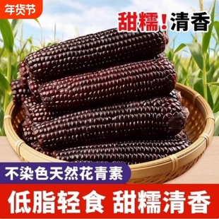 黑糯玉米东北黑龙江糯甜鲜食粘甜糯甜脆紫玉米含的玉米真空装