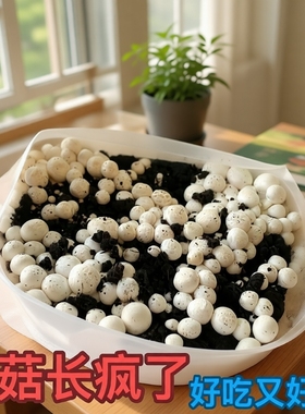 口蘑菌种白蘑菇家种菌菇盆栽盒四季种植阳台庭院户外均可