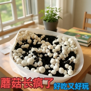 口蘑菌种白蘑菇家种菌菇盆栽盒四季种植阳台庭院户外均可