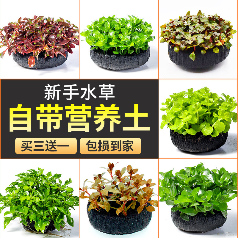 水草鱼缸专用懒人养鱼水草制氧阴性水草鱼缸造景坨草蜈蚣草水罗兰