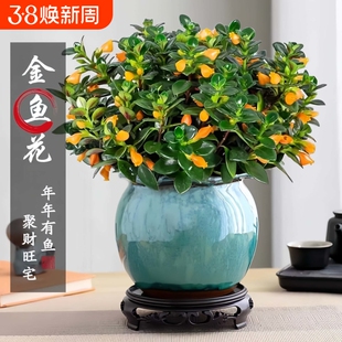 【特价】金鱼吊兰鱼花盆栽室内四季客厅开花好养阳台耐寒植物甲醛