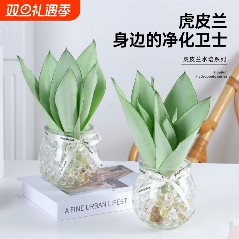 水培植物白玉虎皮兰室内办公室小盆栽桌面摆件好养易活花卉绿植