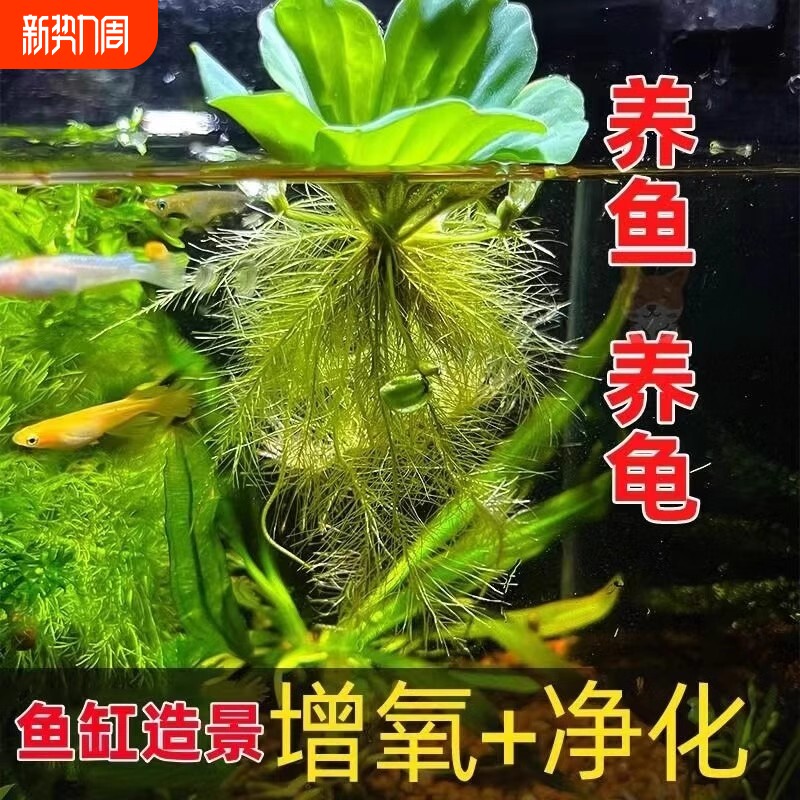 水芙蓉浮萍水草鱼池净化水质植物水养增氧真草室内外乌龟养龟净水