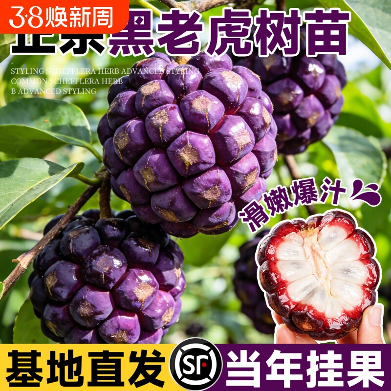 黑老虎树苗紫黑布福娜果苗大血藤果盆栽地栽爬藤当年结果恶魔果实