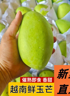 越南玉芒大青芒果新鲜应季水果非金煌芒水仙芒酸脆青皮农场树上熟