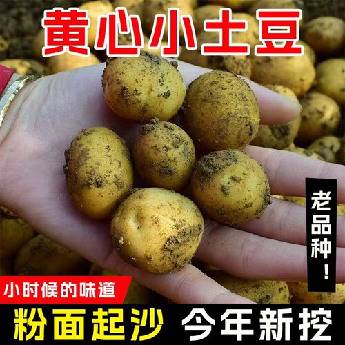恩施小土豆新鲜马铃薯