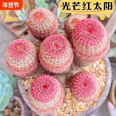 红太阳实生仙人球开花懒人好养仙人掌多肉室内办公桌防辐射小盆栽