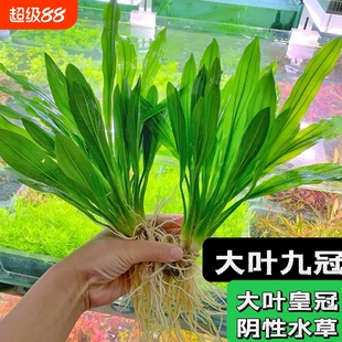 大叶九冠绿皇冠水草鱼缸造景装饰植物阴性草水质水培净水固定淡水