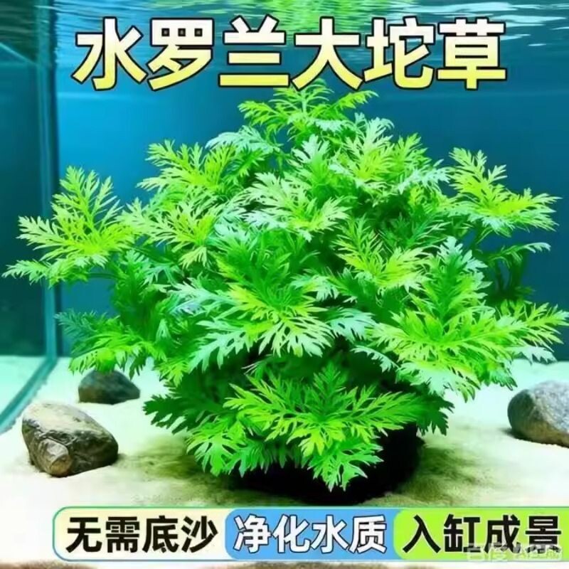 水罗兰水草鱼缸专用造景图片