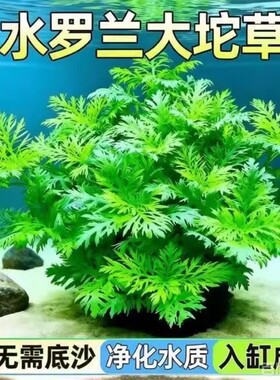水罗兰水草鱼缸专用造景