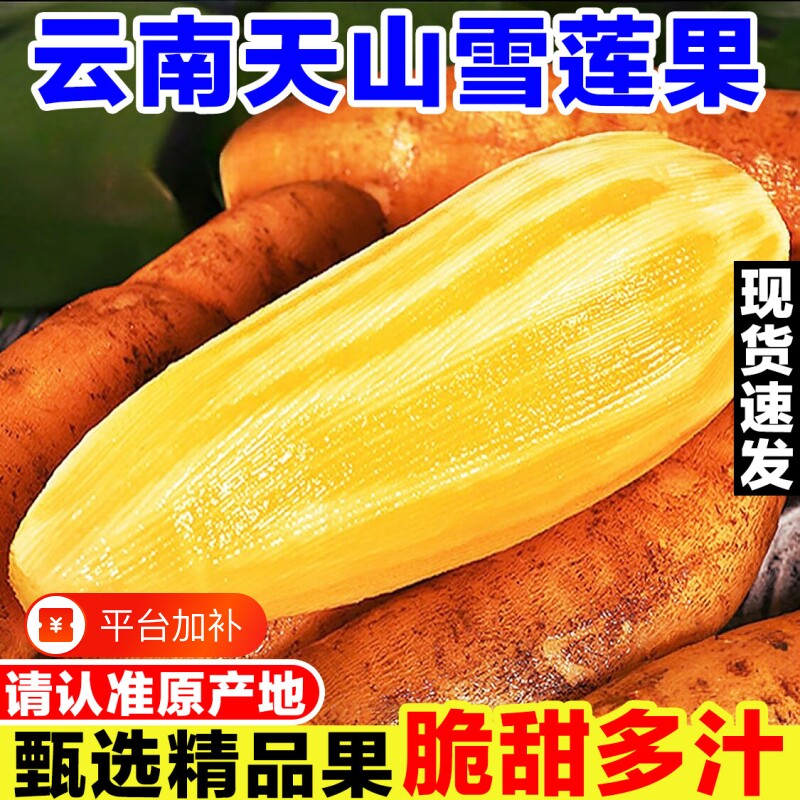 云南天山雪莲果新鲜水果当季现挖脆甜红心黄心雪连果孕妇水果多汁