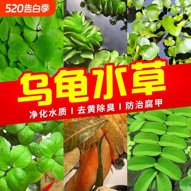 浮萍龟缸绿植水草乌龟缸造景专用养龟神器菖蒲净水造氧水生植物