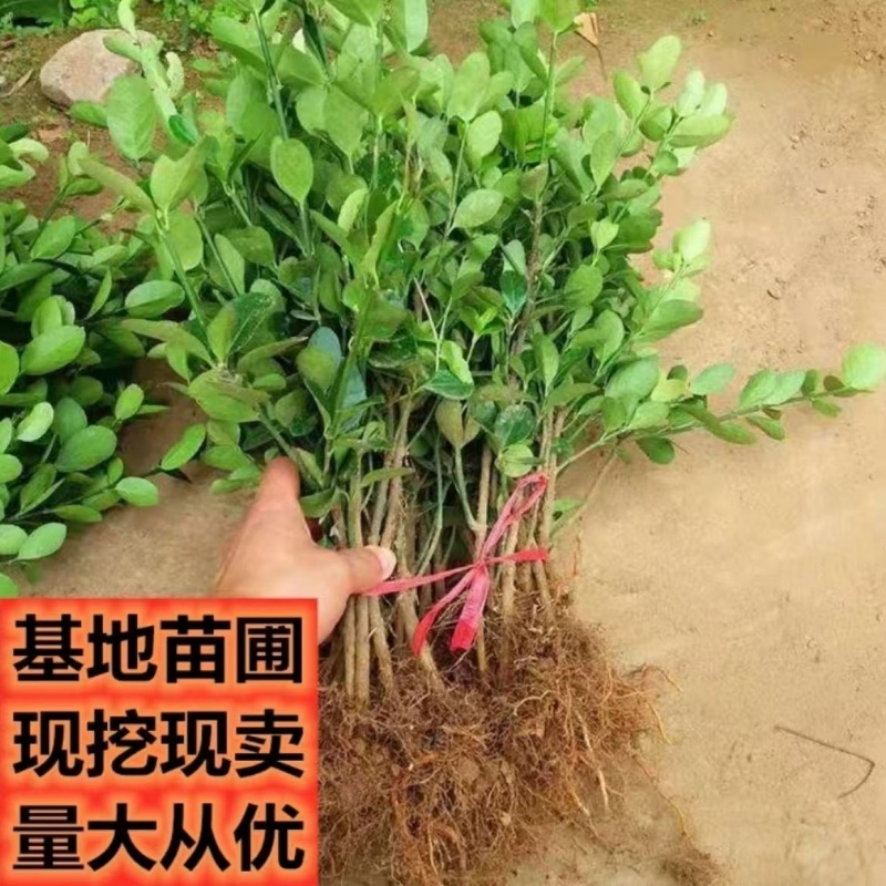 冬青树苗耐寒植物庭院绿化苗四季常青围栏篱笆专用树苗