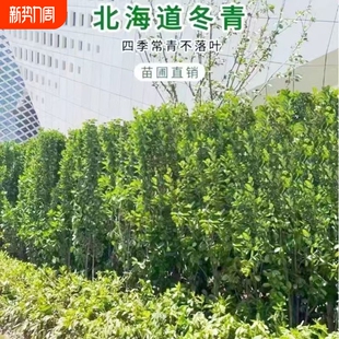 北海道冬青苗黄杨苗耐寒四季常青 庭院丛生绿化 绿篱笆墙围栏植物