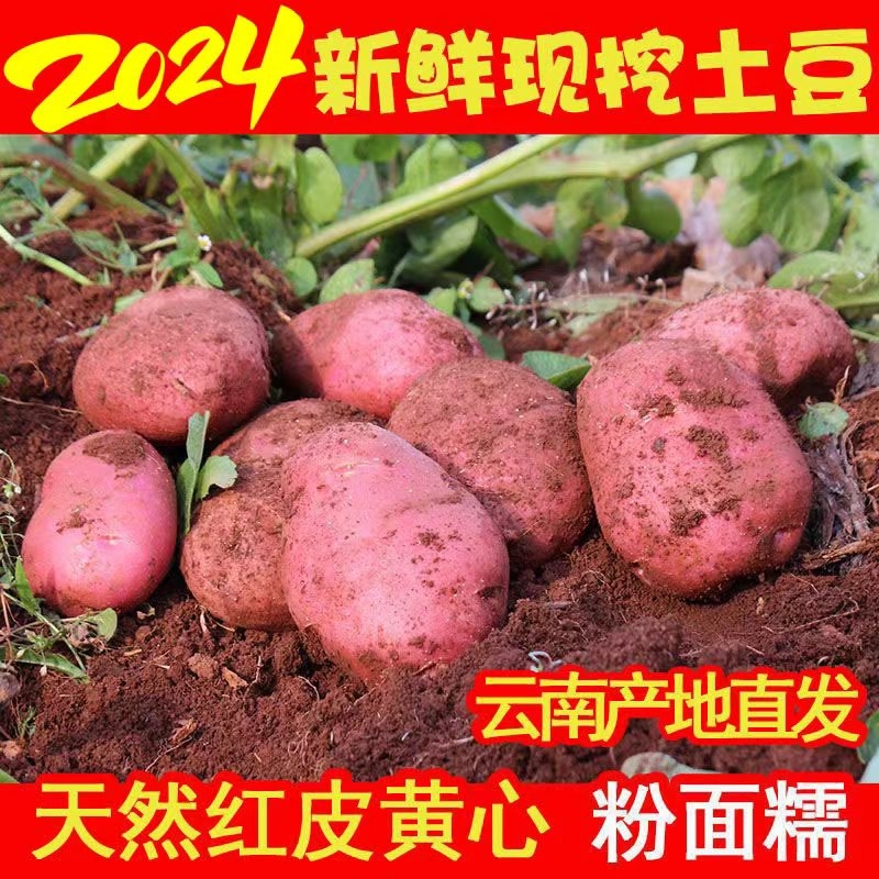 云南高山应季新鲜红皮黄心土豆9斤/5斤口感粉面产地直达现挖