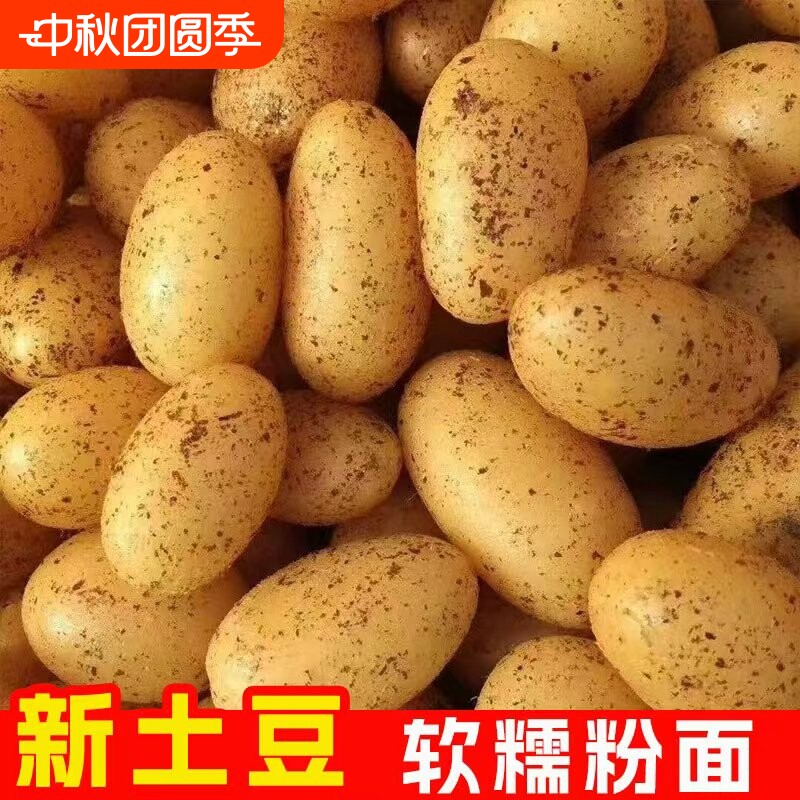 贵州特产威宁黄心洋芋土豆图片