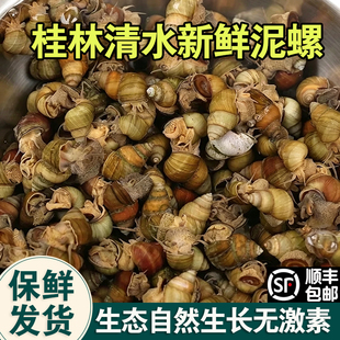 广西桂林清水新鲜活泥螺螺蛳漓江石螺淡水田螺超大号顺丰批发野生