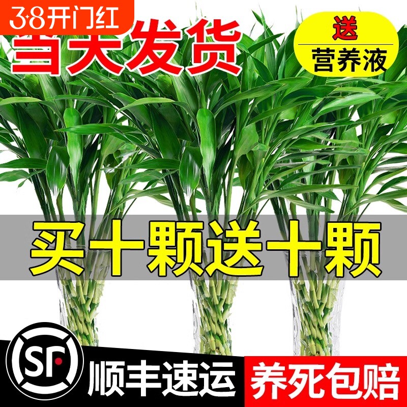 富贵竹水培植物客厅招财花卉绿植室内盆栽观音竹带根节节高发财竹
