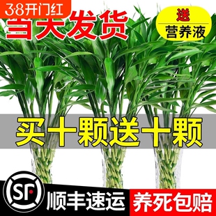 富贵竹水培植物客厅招财花卉绿植室内盆栽观音竹带根节节高发财竹
