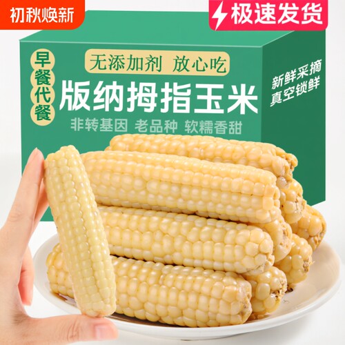 小玉米云南西双版纳儿童手指宝宝辅食香糯早餐糯玉米香甜拇指新鲜