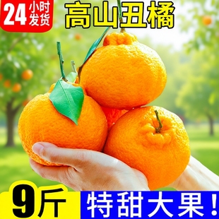 高山丑橘新鲜橘子应季 蜜橘桔子整箱柑橘 包邮 采摘大果 时令水果当季