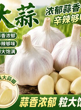 2026年特大干蒜山东紫皮大蒜头新干蒜大蒜批发新鲜嫩蒜味道美味