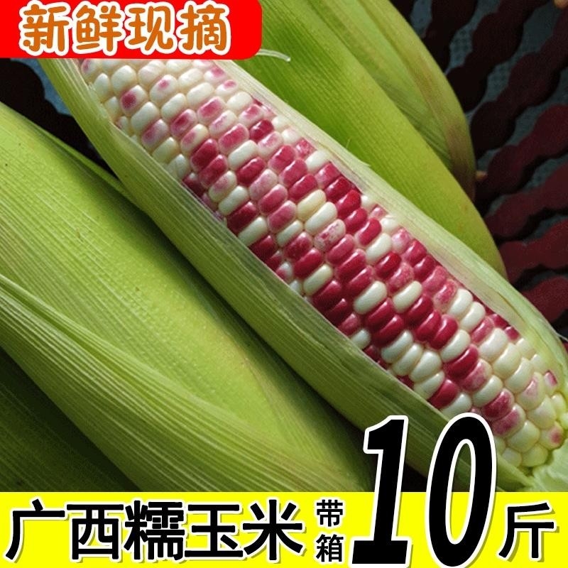 新鲜花糯玉米10斤应季农家现摘甜糯生玉米水果蔬菜带皮整箱包邮5
