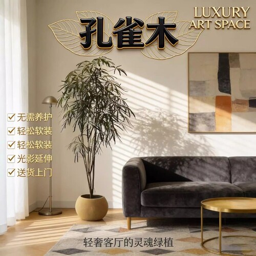 造型孔雀木绿植办公室内好养客厅大型落地观叶植物吸甲醛网红盆栽