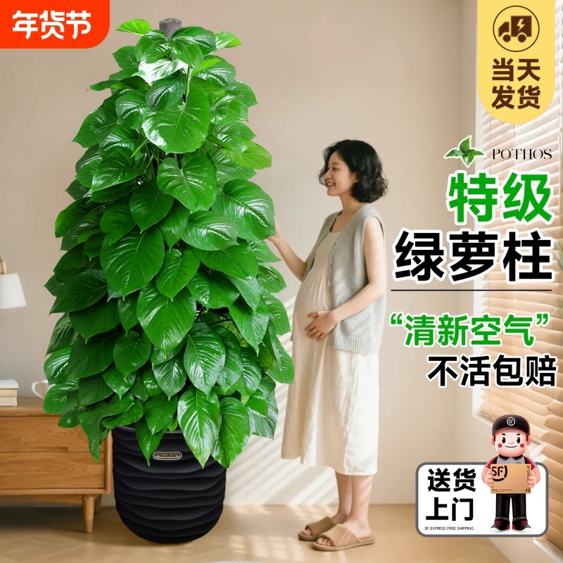 大叶绿萝柱盆栽除甲醛净化空气客厅大型绿植新房办公室内好养绿箩,鲜花速递/花卉仿真/绿植园艺,大型绿植/成品组合盆栽,淘宝优惠券,粉丝福利购,淘宝优惠卷