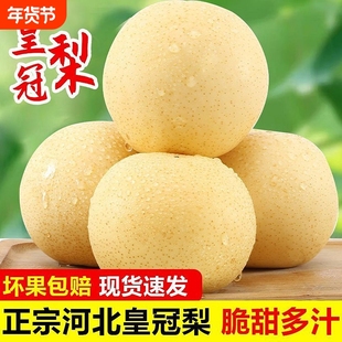 河北皇冠梨白皇冠当季新鲜水果特产香甜脆大梨子孕妇现摘脆甜多汁