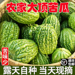广西桂林大顶苦瓜农家自种新鲜现摘凉瓜应季圆形苦味少凉拌粤蔬菜