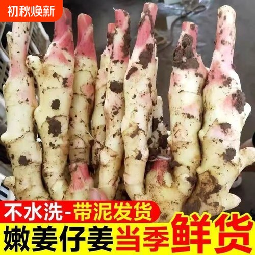 山东红芽嫩姜新鲜仔姜现挖子姜当季嫩姜芽醋泡姜农家自种大姜