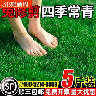 草坪草籽四季常青护坡固土狗牙根庭院草皮绿化黑麦草种子耐寒植物