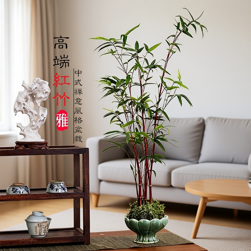 红竹苔藓球观音竹子盆栽水培植物景观凤尾竹米竹客厅桌面观赏盆景