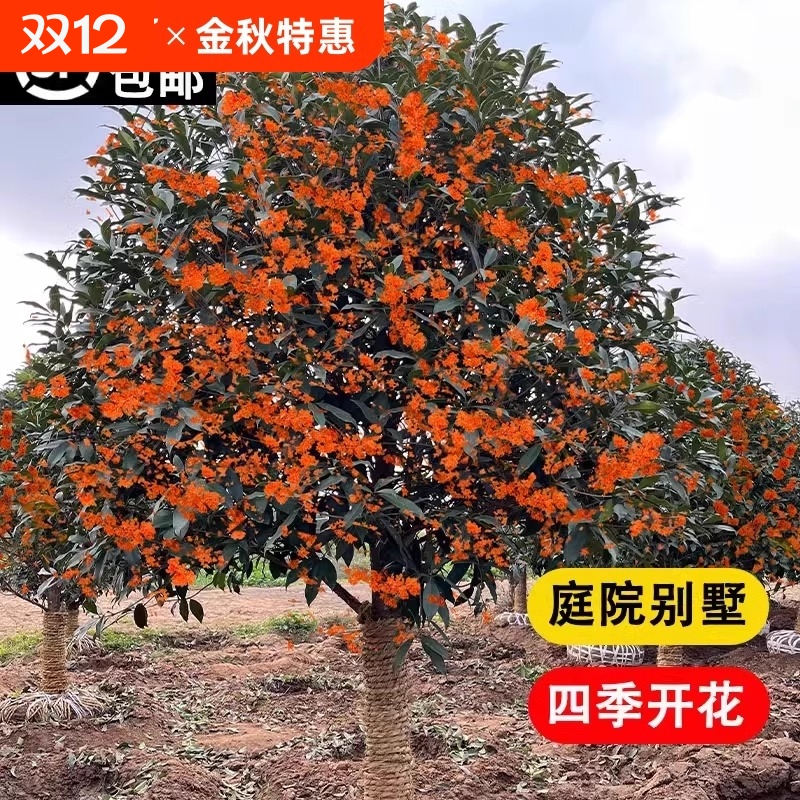 桂花树苗庭院地栽金桂丹桂浓香型花卉盆栽植物四季桂室外开花客厅