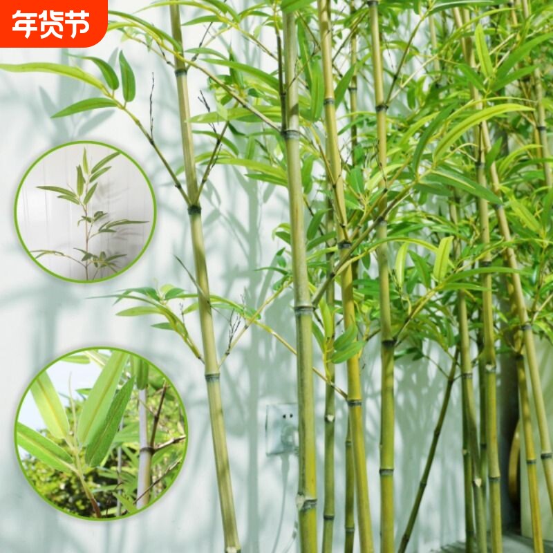 仿真竹子造景仿生假竹子仿真植物室内外装饰隔断遮挡墙盆栽假绿植