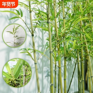 仿真竹子造景仿生假竹子仿真植物室内外装饰隔断遮挡墙盆栽假绿植