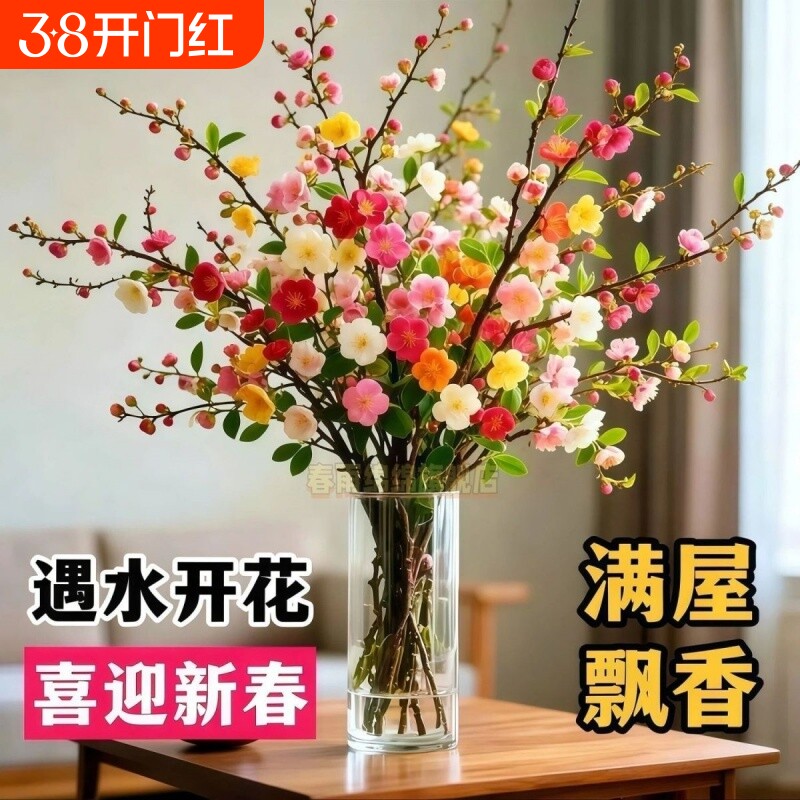 【遇水开花】鲜枝浓香型水培梅花枝带花苞室内耐寒花卉绿植