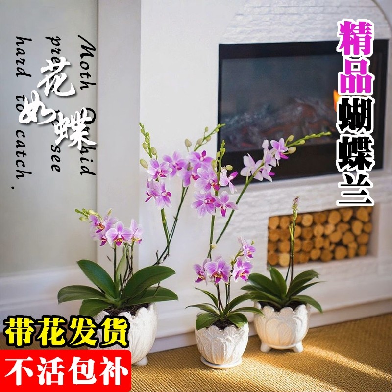 基地直发带花蝴蝶兰大苗名贵品种洋兰花卉盆栽室内好养可水培绿植