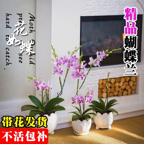 基地直发带花蝴蝶兰大苗名贵品种洋兰花卉盆栽室内好养可水培绿植