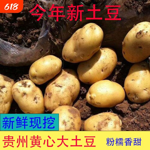 新鲜土豆黄心马铃薯黄皮