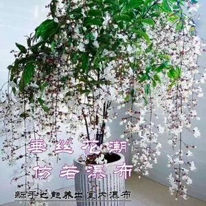 垂丝茉莉盆栽带花苞阳台室内垂吊泰国风车茉莉绿植物花卉四季开花