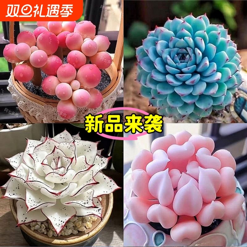 新手组合套餐多肉桃蛋纯爱蓝姬莲防辐射盆栽好养活耐热教师节植物