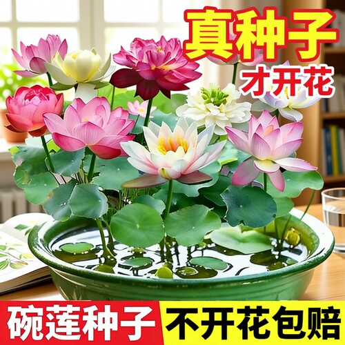 多彩碗莲盆栽水养植物