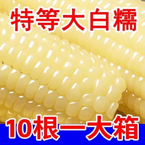东北糯玉米新鲜甜糯玉米真空包装黏甜玉米棒软糯香甜早餐时光白糯