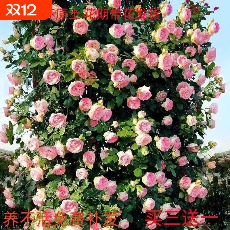 蔷薇花苗藤本月季小苗大花爬藤绿植物四季开花卉阳台攀援玫瑰盆栽